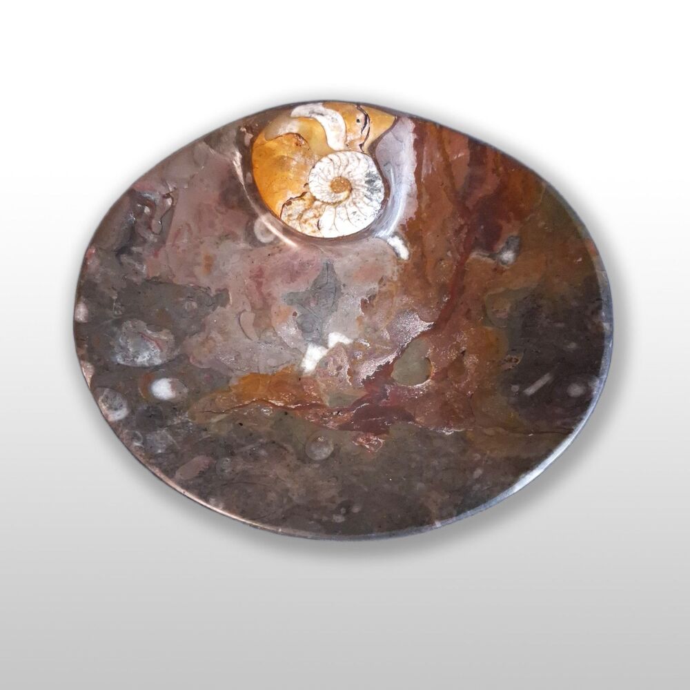 Ammonite Fossilized Ortho Seashell Dish Morocco 5.25”